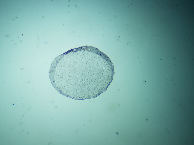 White Fish Mitosis Slides - White Fish Mitosis 02 40X